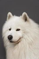 Nahaufnahme Porträt eines schönen Samojeden-Hundes mit weißem Fell foto