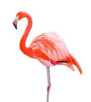 schöner Flamingo isoliert auf weißem Hintergrund. foto