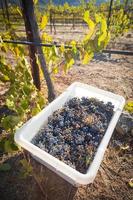 Traubenbüschel in Kisten während der Weinernte. foto