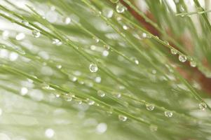 Wassertropfen auf Tannennadeln foto