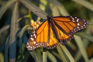 schöner Monarchfalter, der auf Pflanze ruht foto