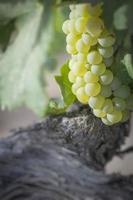 Üppiger weißer Traubenbusch-Weinberg in der Morgensonne foto