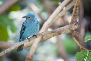 Fairy-Bluebird von Malaysia und den Philippinen foto