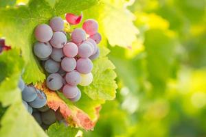 Weinberg mit üppigen, reifen Weintrauben am Rebstock bereit zur Ernte. foto