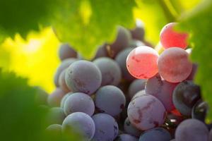 Weinberg mit üppigen, reifen Weintrauben am Rebstock bereit zur Ernte. foto