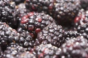 Makro-Brombeeren mit Wassertropfen foto