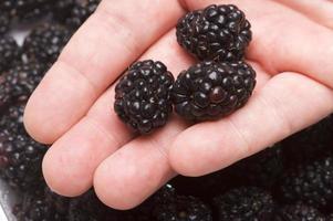 Hand, die Brombeeren hält foto