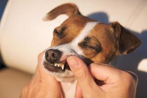 Jack-Russell-Terrier-Zahn-Untersuchung foto