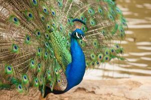 beeindruckender Pfau mit ausgebreiteten Federn foto