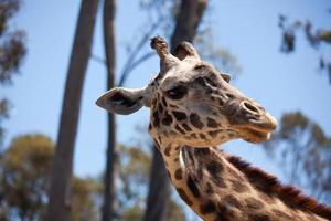 Nahaufnahme des Giraffenkopfes foto