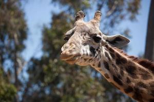 Nahaufnahme des Giraffenkopfes foto