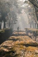 An einem nebligen Morgen, eine Person, die eine Baumgartenstraße entlang geht foto