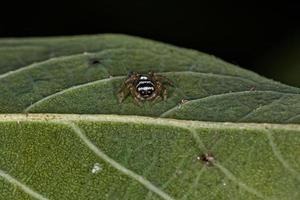 kleine springende Spinne foto