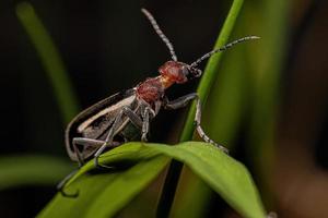 erwachsener brennender Blasenkäfer foto