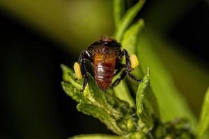 erwachsene weibliche stachellose Biene foto