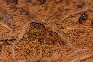 Culicine-Mücke Insektenlarve foto