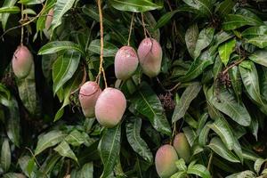 Mangobaum mit Früchten foto