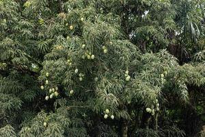 Mangobaum mit Früchten foto