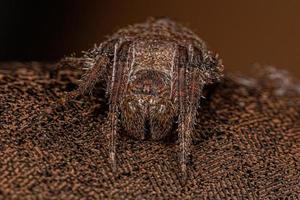 männlicher erwachsener typischer orbweaver foto