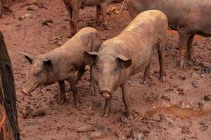 Schwein in einem Schweinestall im Freien aufgezogen foto