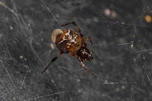 Darwin-Wespenlarve, die eine erwachsene Spinnennetzspinne parasitiert foto