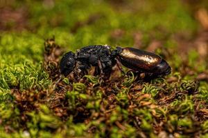 erwachsene schwarze Schildkrötenkönigin foto