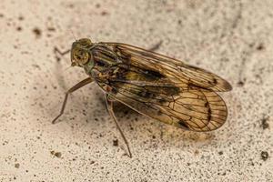 erwachsenes kleines Planthopper-Insekt foto