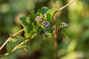 dreiblättrige Lantana-Pflanze foto