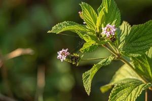 dreiblättrige Lantana-Pflanze foto