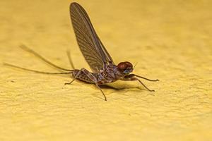 ausgewachsene männliche Stachelkiemen-Eintagsfliege foto