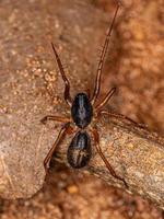 kleine Ameisenmimik-Beutelspinne foto