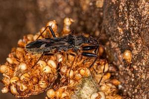 erwachsener schmutzfarbener Samenkäfer foto