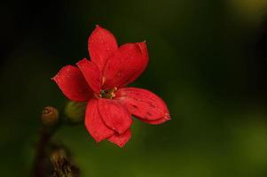 flammende katy rote blume foto