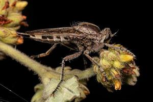 erwachsene weibliche Räuberfliege foto