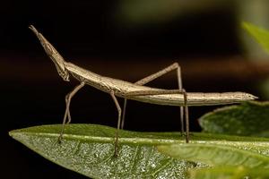 neotropische Stabheuschrecke foto