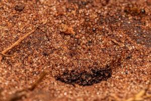 erwachsene weibliche großköpfige Ameisen foto