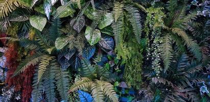 farn, ranke, liane, rote blume und grüner blatthintergrund im blauen filterton. Pflanzenwachstum oder Naturtapete im Vintage-Ton. Zierbaum zur Dekoration. schönes natürliches Konzept foto