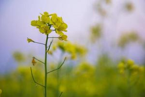 Nahaufnahme Fokus eine schöne blühende gelbe Rapsblüte mit verschwommenem Hintergrund foto