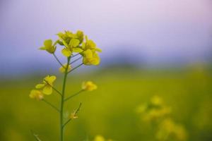 Nahaufnahme Fokus eine schöne blühende gelbe Rapsblüte mit verschwommenem Hintergrund foto