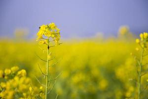 Nahaufnahme Fokus eine schöne blühende gelbe Rapsblüte mit verschwommenem Hintergrund foto