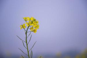 Nahaufnahme Fokus eine schöne blühende gelbe Rapsblüte mit verschwommenem Hintergrund foto