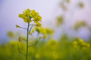 Nahaufnahme Fokus eine schöne blühende gelbe Rapsblüte mit verschwommenem Hintergrund foto