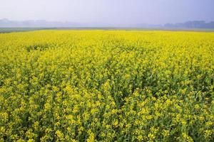 Schöne gelb blühende Rapsblüte im Feld Naturlandschaftsansicht foto