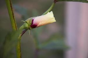 schöne damen finger blumenknospe mit verschwommenem hintergrund foto