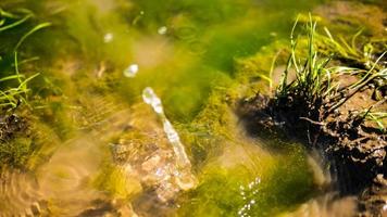 Wassertropfen in einer Algenpfütze foto