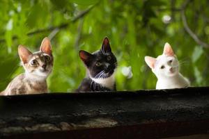 Drei Katzen schauen interessiert zu foto