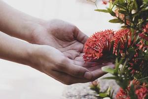 Nahaufnahme von Händen, die Blumen halten foto