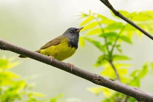 Trauerwaldsänger - Geothlypis Philadelphia - auf einem Ast, Ontario, Kanada foto