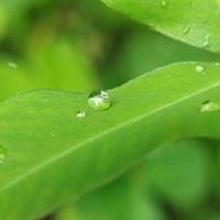 Regentropfen auf dem Blatt foto