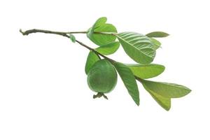 Guavenblätter isoliert auf weißem Hintergrund. Der Name der Pflanze ist Psidium Guajava. foto